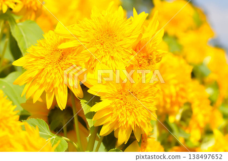 Sunflower Santa Fe Double or Sunflower Santa Fe Double Helianthus Annuus or Sunflower or Asteraceae, Common Sunflower or Helianthus annuus L or yellow flower 138497652