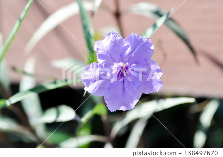 Hygrophila erecta, Purple petunia or Wild Petunia or Waterkanon, Watrakanu or Minnieroot or Iron root or purple flower Hygrophila erecta, Purple petunia or Wild Petunia or Waterkanon, Watrakanu or Minnieroot or Iron root or purple flower 138497670