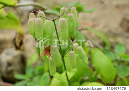 Kalanchoe pinnata（景天科） - 多年生草本植物 138497676