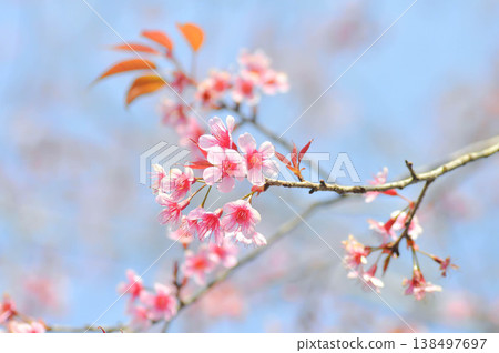 Wild Himalayan Cherry or Wild Himalayan tree or Sour cherry 138497697