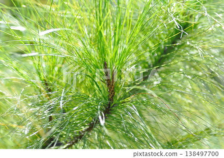 Pinus kesiya Royle ex Gordon , PINACEAE or Khasiya Pine or Pinus kesiya 138497700