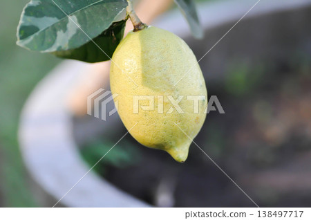 lemon tree or lemon plant , lemon on the tree lemon tree or lemon plant , lemon on the tree 138497717