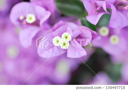 Bougainvillea or paper flower , pink paper flower 138497718