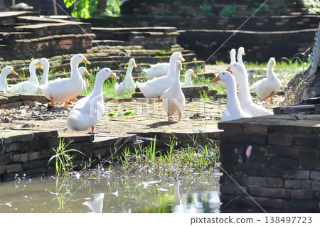 duck or ducks on the farm , farm animal duck or ducks on the farm , farm animal 138497723