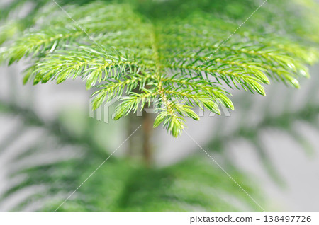Araucaria cunninghamii, Araucaria heterophylla or Araucaria heterophylla Salisb Franco or Araucariaeae or Hoop pine or House Pine or Norfolk Island Pine or pine tree 138497726