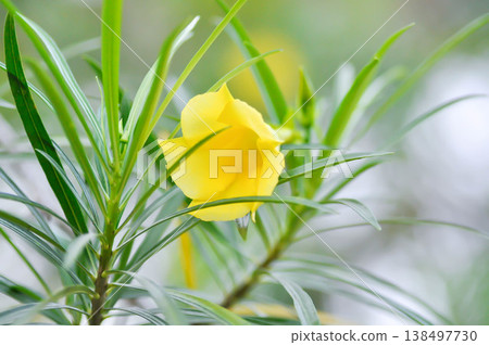 Trumpet flower , Lucky Bean or Lucky Nut or Trumpet Flower or Yellow Oleander or Thevetia peruviana or APOCYNACEAE or yellow flower Trumpet flower , Lucky Bean or Lucky Nut or Trumpet Flower or Yellow Oleander or Thevetia peruviana or APOCYNACEAE or yellow flower 138497730