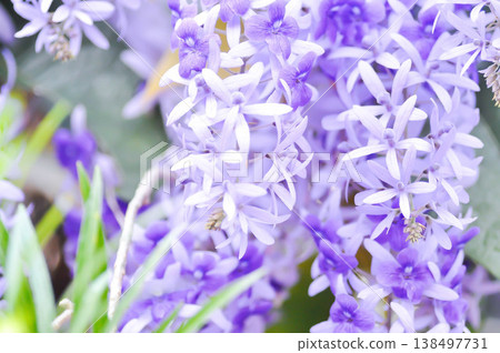 Sandpaper vine, Purple wreath or Queens wreath or purple flower Sandpaper vine, Purple wreath or Queens wreath or purple flower 138497731