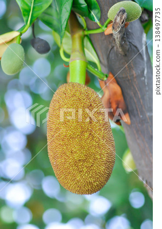 Artocarpus heterophyllus Lam or MORACEAE , jackfruit tree Artocarpus heterophyllus Lam or MORACEAE , jackfruit tree 138497735