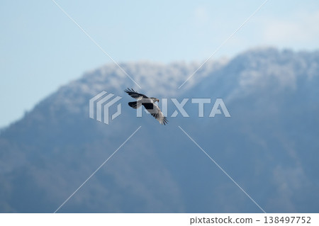 A large-billed crow soaring against a backdrop of snow-covered mountains in winter. A large-billed crow soaring against a backdrop of snow-covered mountains in winter. 138497752