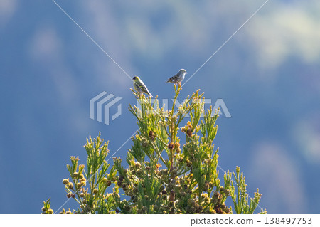 A siskin perched on top of a cedar tree in winter. 138497753