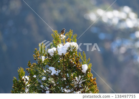 A European Greenfinch perched on the top of a snow-covered cedar tree in winter. A European Greenfinch perched on the top of a snow-covered cedar tree in winter. 138497755