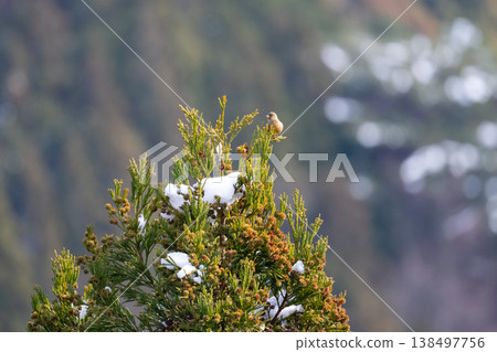 A European Greenfinch perched on the top of a snow-covered cedar tree in winter (02) 138497756
