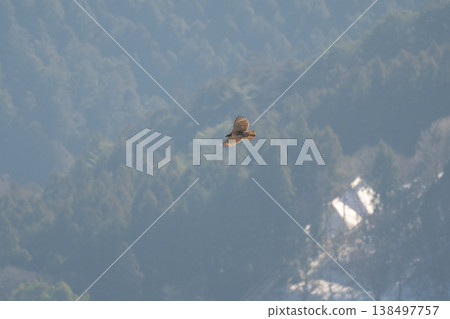 冬天，一隻山鷹在下方翱翔。 138497757