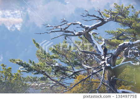 一隻山鷹棲息在冬天被雪覆蓋的光禿禿的樹幹上。 一隻山鷹棲息在冬天被雪覆蓋的光禿禿的樹幹上。 138497758