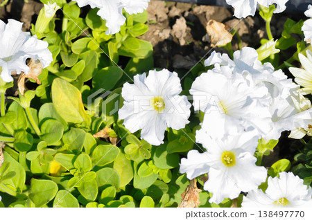 petunia or Petunia hybrida , hybrida Vilm or SOLANACEAE or white petunia or white flower 138497770