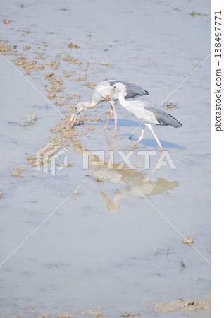 Anastomus oscitans, Asian openbill or Asian Openbill stork or Ciconia boyciana or Oriental stork or bird Anastomus oscitans, Asian openbill or Asian Openbill stork or Ciconia boyciana or Oriental stork or bird 138497771