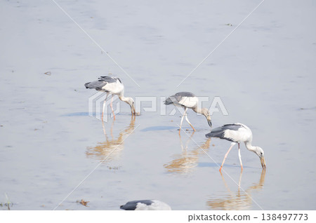 Anastomus oscitans, Asian openbill or Asian Openbill stork or Ciconia boyciana or Oriental stork or bird Anastomus oscitans, Asian openbill or Asian Openbill stork or Ciconia boyciana or Oriental stork or bird 138497773