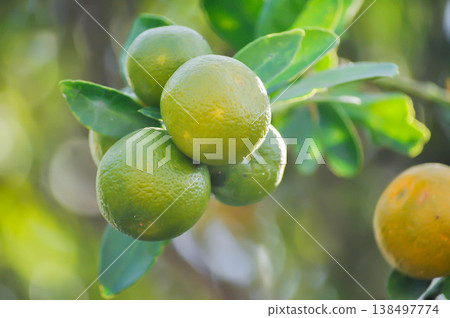 Citrus japonica Thunb or Kumquat , Kumquat plant or Cumquats or Citrus Japonica Thunb or RUTACEAE or orange plant with fruit Citrus japonica Thunb or Kumquat , Kumquat plant or Cumquats or Citrus Japonica Thunb or RUTACEAE or orange plant with fruit 138497774