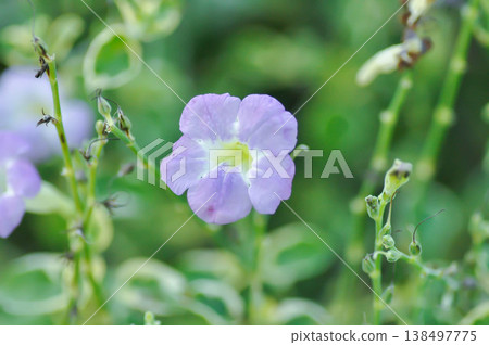 Asystasia gangetica or Asystasia gangetica St Johns or Ganges Primrose, Ganges River asystacia or Chinese violet or purple flower Asystasia gangetica or Asystasia gangetica St Johns or Ganges Primrose, Ganges River asystacia or Chinese violet or purple flower 138497775