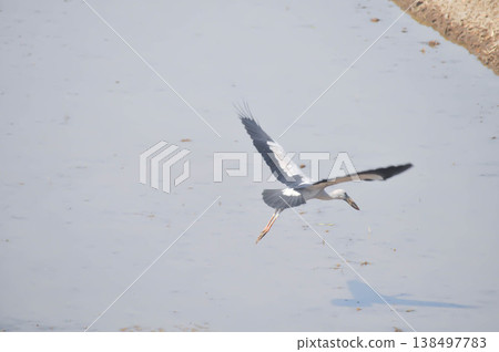 Anastomus oscitans, Asian openbill or Asian Openbill stork or Ciconia boyciana or Oriental stork or bird Anastomus oscitans, Asian openbill or Asian Openbill stork or Ciconia boyciana or Oriental stork or bird 138497783