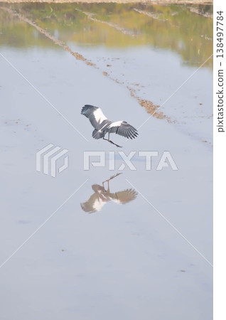 Anastomus oscitans, Asian openbill or Asian Openbill stork or Ciconia boyciana or  Oriental stork or bird 138497784
