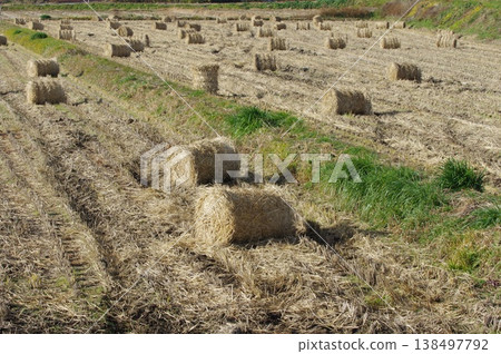 The rice straw that has been harvested has been rolled up. The rice straw that has been harvested has been rolled up. 138497792