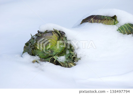雪中的捲心菜正在成熟 138497794