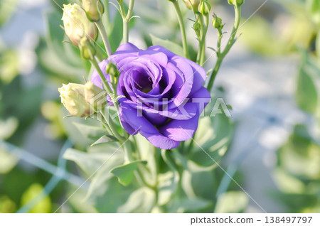 Bluebell Gentian, Eustoma grandiflorum Raf Shinners or Eustoma russellianum Hook G Don or GENTIANACEAE or lisianthus or Prairie Gentian or Texas Bluebell or purple flower Bluebell Gentian, Eustoma grandiflorum Raf Shinners or Eustoma russellianum Hook G Don or GENTIANACEAE or lisianthus or Prairie Gentian or Texas Bluebell or purple flower 138497797