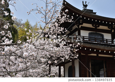春日的觀音寺:觀音殿與櫻花(京都市山科區) 春日的觀音寺:觀音殿與櫻花(京都市山科區) 138497835