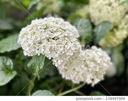 Pure white Annabelle hydrangeas blooming delicately (early summer scenery, natural garden) 138497909