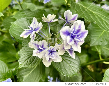 優雅的重瓣繡球花（紫白雙色，初夏景象，時令花卉） 138497911