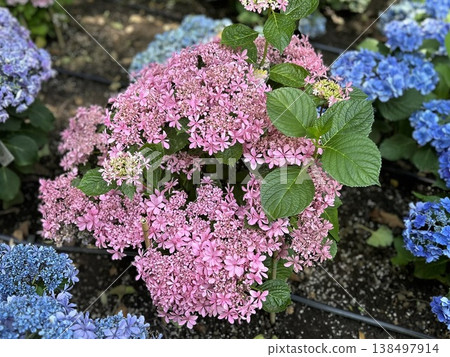 艷麗的重瓣粉紅繡球花（舞會、初夏花園、時令花卉） 138497914