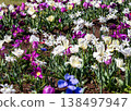 花園 138497947
