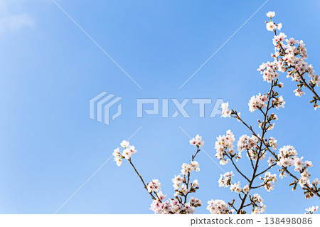 春暖花開，櫻花靜靜綻放，構成一幅樸素而雅緻的畫面。 138498086