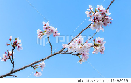 春暖花開，櫻花靜靜綻放，構成一幅樸素而雅緻的畫面。 138498089