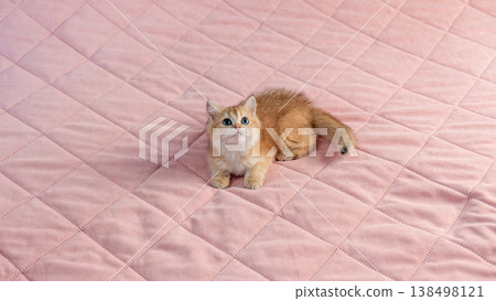 British breed kitten on a pink background. 138498121