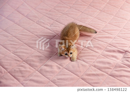 British breed kitten on a pink background. British breed kitten on a pink background. 138498122