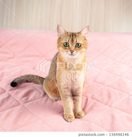 Cat British breed golden chinchilla at home Cat British breed golden chinchilla at home 138498146