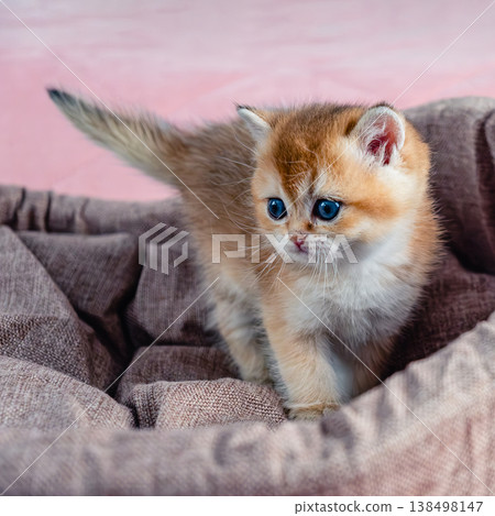 British breed golden chinchilla kitten. British breed golden chinchilla kitten. 138498147