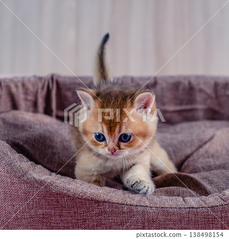 British breed golden chinchilla kitten. 138498154