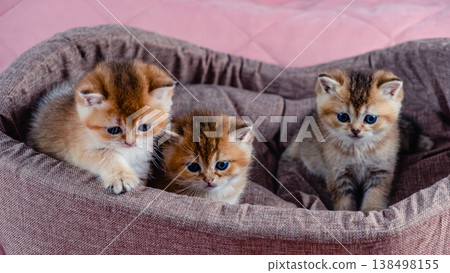 A group of kittens of the British breed in a cat bed. 138498155