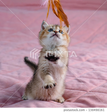 Kitten plays with a toy. Kitten plays with a toy. 138498161
