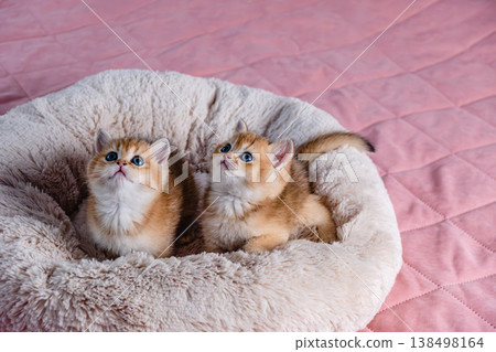 A group of kittens of the British breed in a cat bed. A group of kittens of the British breed in a cat bed. 138498164