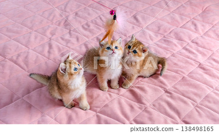 A group of kittens play with a toy. 138498165