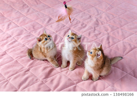 A group of kittens play with a toy. 138498166