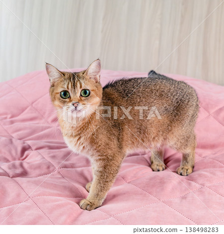 Cat British breed golden chinchilla at home 138498283