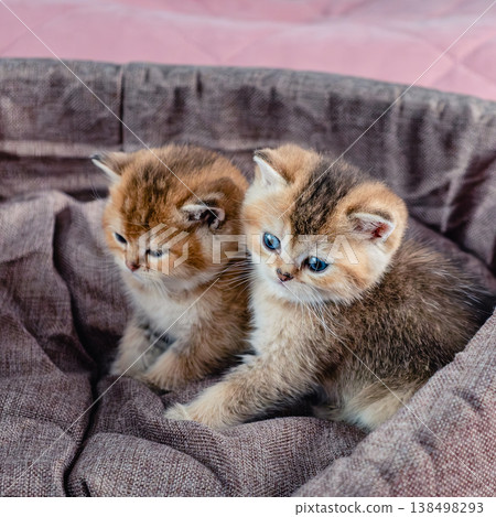 A group of kittens of the British breed in a cat bed. 138498293