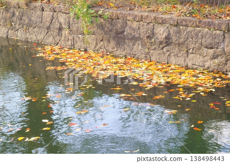 Fallen leaves floating in a waterway Fallen leaves floating in a waterway 138498443