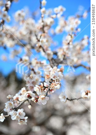 Plum blossoms in full bloom against a blue sky (Konan Ward, Niigata City, Niigata Prefecture) Plum blossoms in full bloom against a blue sky (Konan Ward, Niigata City, Niigata Prefecture) 138498687