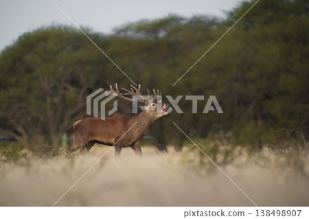 Male Red deer in La Pampa, Argentina, Parque Luro,  138498907